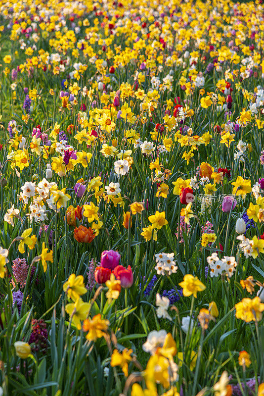 荷兰春天野花盛开的田野