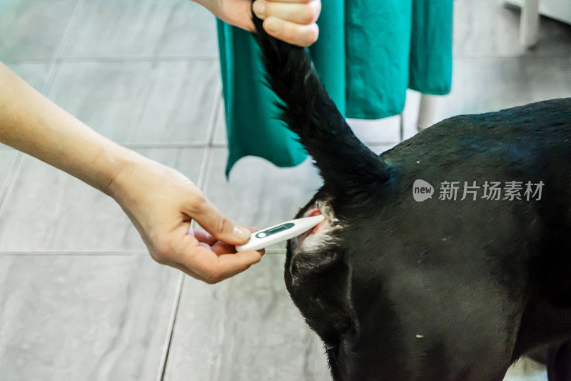 兽医医院的医生正在给一只家犬测体温。