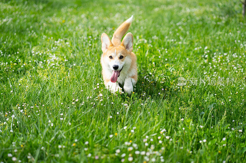 一只彭布罗克威尔士柯基狗在草地上快乐地奔跑