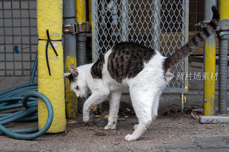 一只猫倒沙的图像