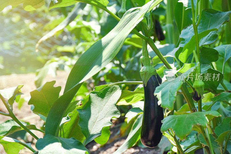 茄子在菜园里生长