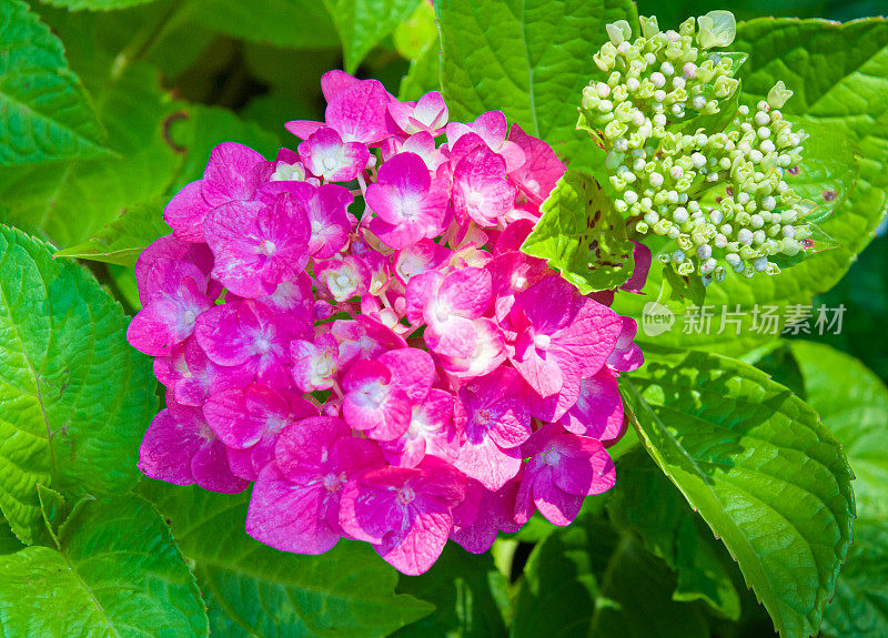 夏天粉红色的绣球花