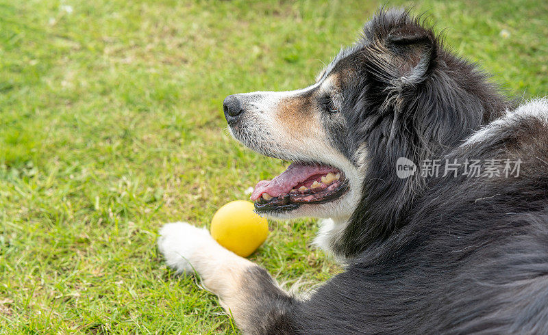 拿着球躺在草地上的边境牧羊犬