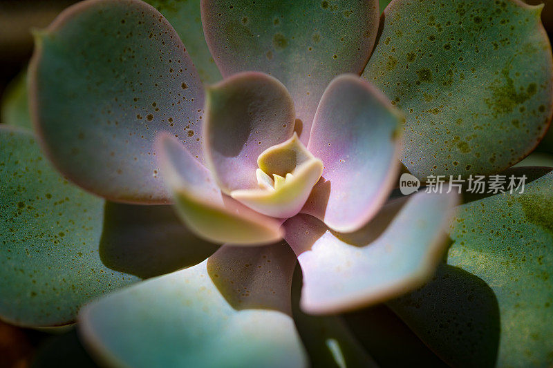 肉质植物特写镜头