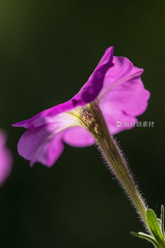 爬虫花朵特写