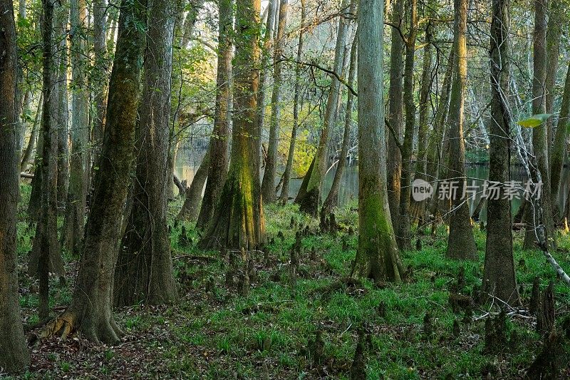 在刚果国家公园韦斯顿湖畔，古老的柏树森林，苔藓覆盖着柏树的膝盖