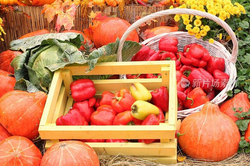 有机南瓜和蔬菜的木箱在农业博览会。秋收时节概念。园林秋季自然植物
