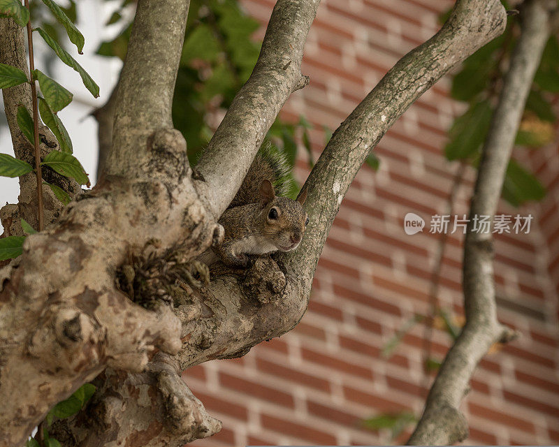 一只松鼠被困在迈阿密奥兰多市中心的树上