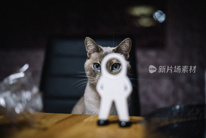 狡猾的猫