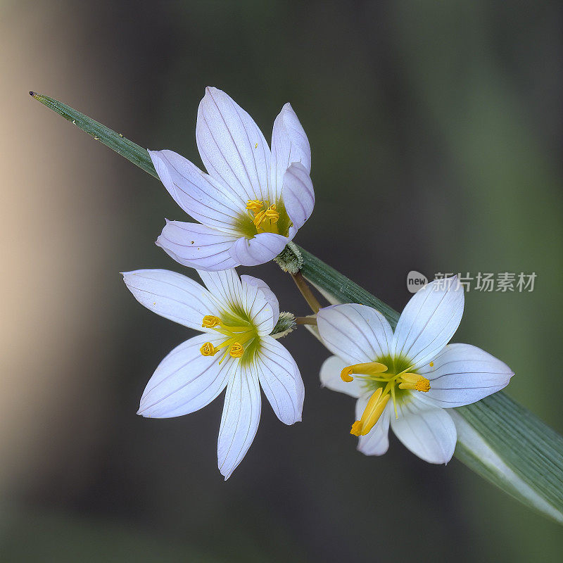 一种名为“Huilmo”的植物，是鸢尾科的一种，生长在智利的安第斯山脉