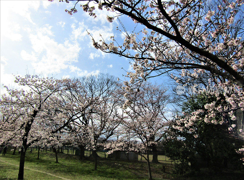 日本。3月底。樱花在清澈的蓝天白云映衬下绽放。