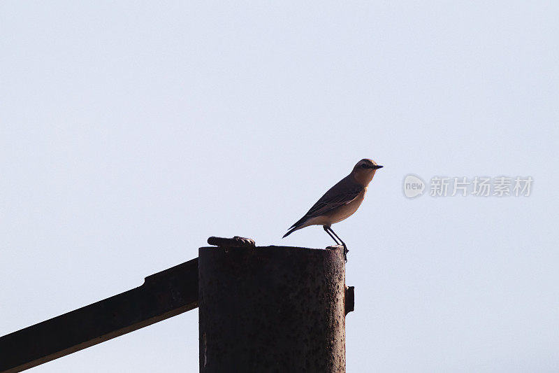 北部的麦穗