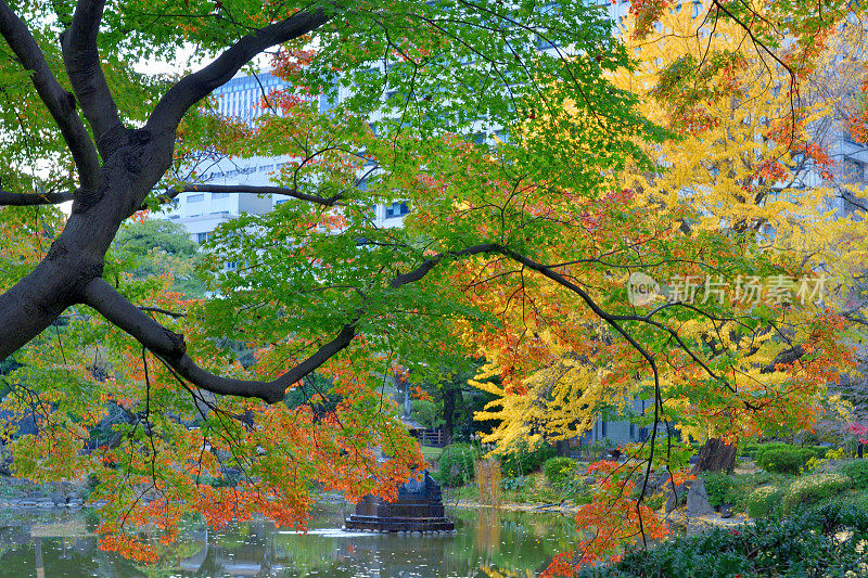东京日比谷公园秋叶的颜色