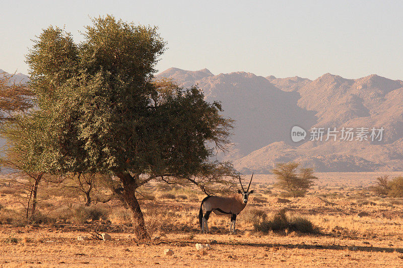 大羚羊或大羚羊，在纳米比亚索利泰尔东部的稀树大草原上