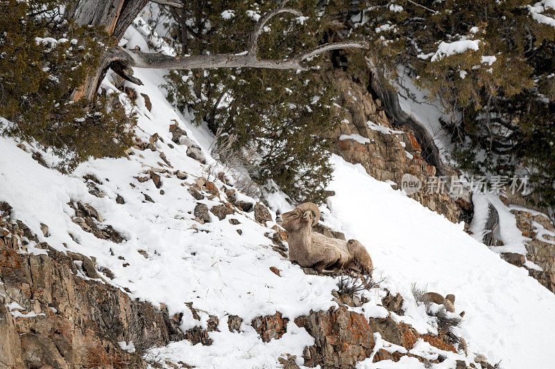 大角公羊(绵羊)在黄石公园悬崖边的雪中休息