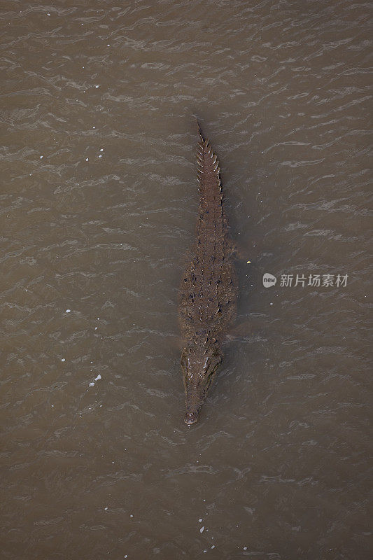 哥斯达黎加tarcoles河的鳄鱼