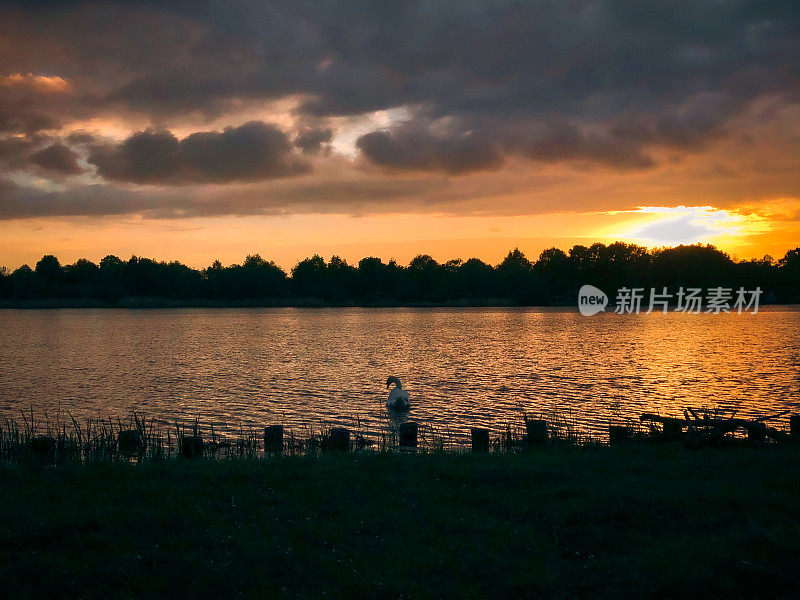 夏日夕阳天鹅