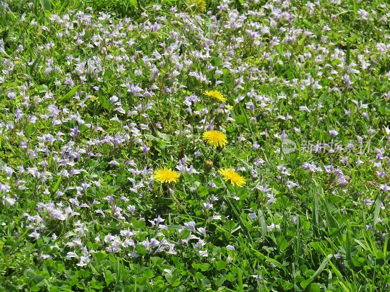 日本。4月。长满野花的草地。