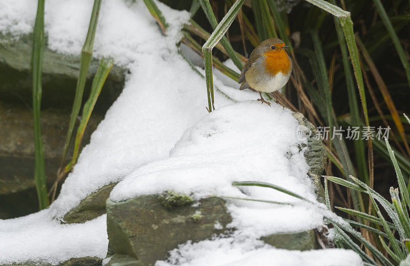 罗宾在花园瀑布上的雪地里