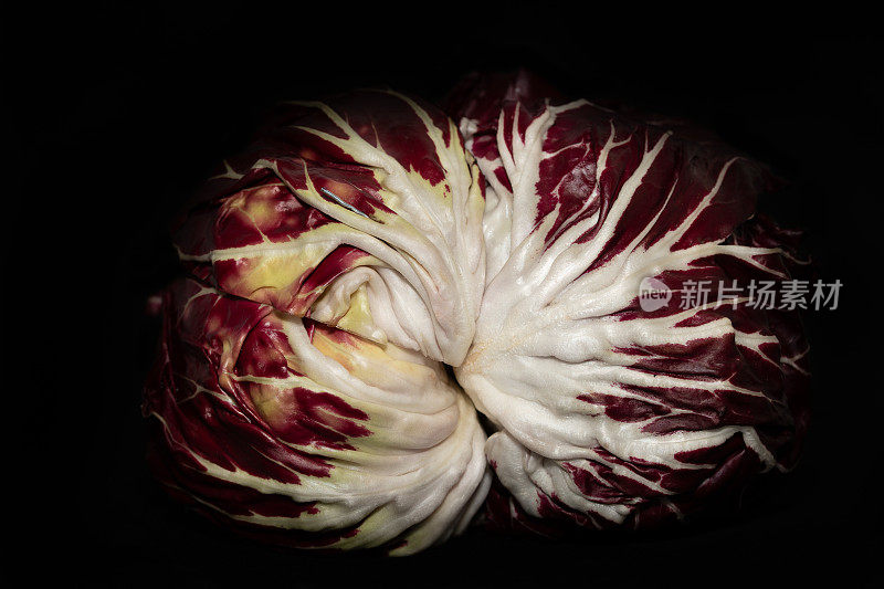 黑色背景下白色脉络的红色菊苣。特写镜头显示，白色叶脉在中央像恒星一样辐射
