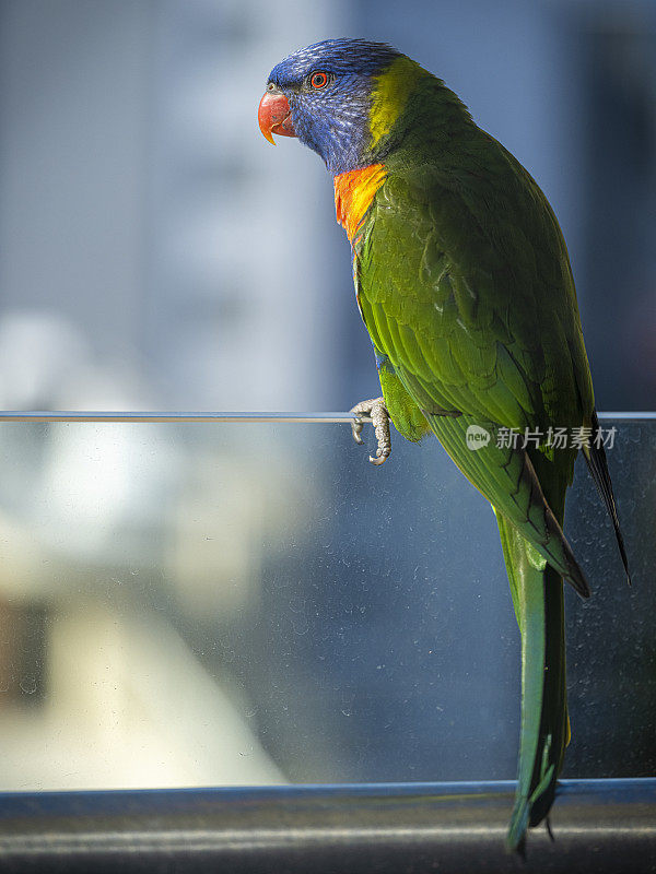 澳大利亚悉尼著名的幸运鸟，彩虹鹦鹉