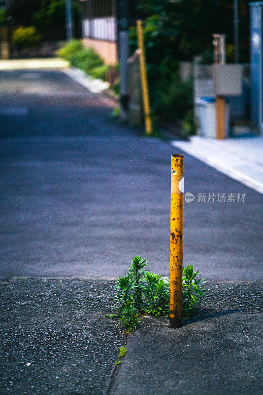 一只鸣蚊正在排成蚊子柱。