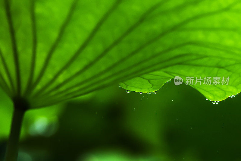 雨中的荷叶很美