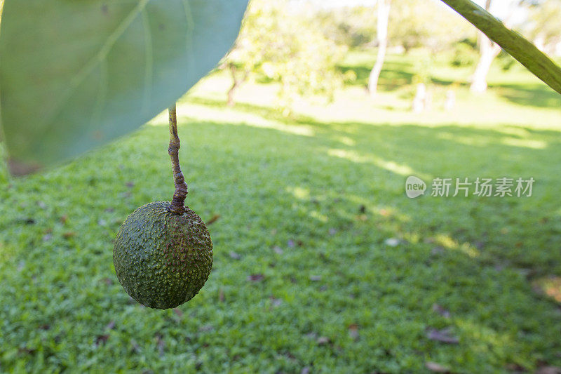 挂在树上的牛油果