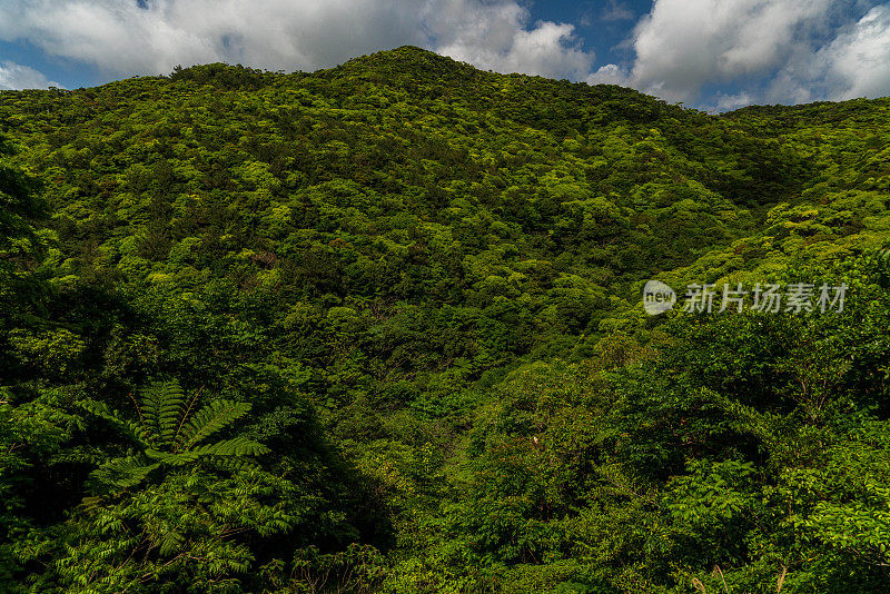 山原森林