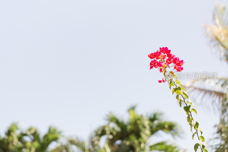 2023年春天，佛罗里达州西棕榈滩的一棵三角梅树上，亮粉色和橙色的三角梅花挂在一根高高的树枝上，上面有绿叶，背景是棕榈树