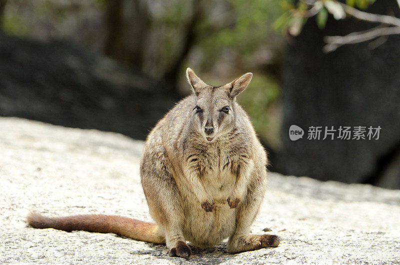 岩石小袋鼠，马里巴，昆士兰，澳大利亚