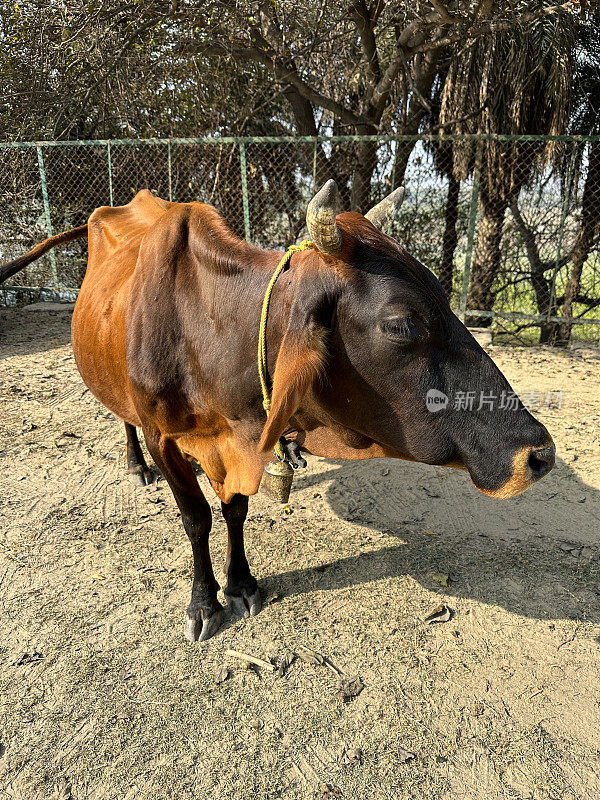 神圣的印度牛肖像的图像，棕色，有角的牛戴着牛铃站在灌木丛中看着相机，聚焦在前景