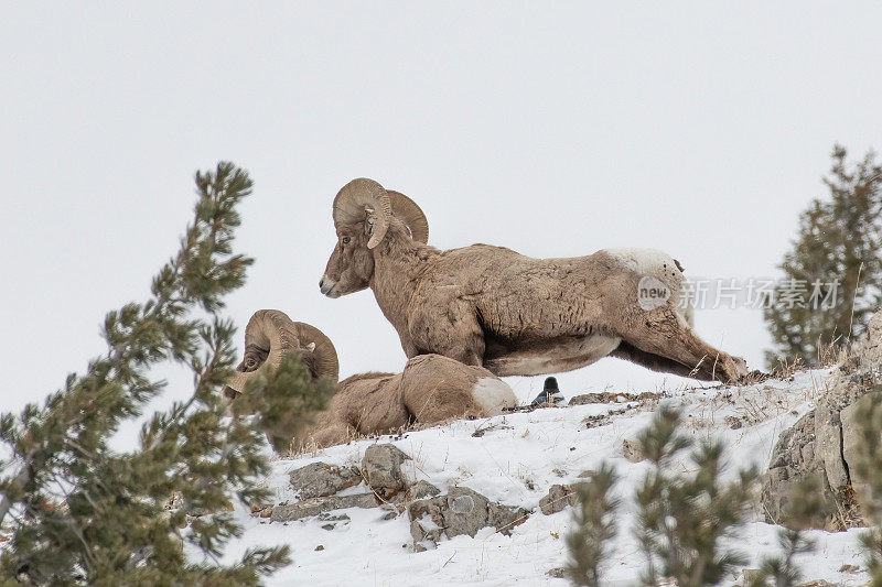 在北美美国西部的黄石生态系统，大角公羊在山顶休息和伸展
