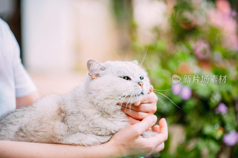 年轻女子和她漂亮的猫