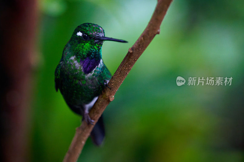 紫嘴白鳍鸟