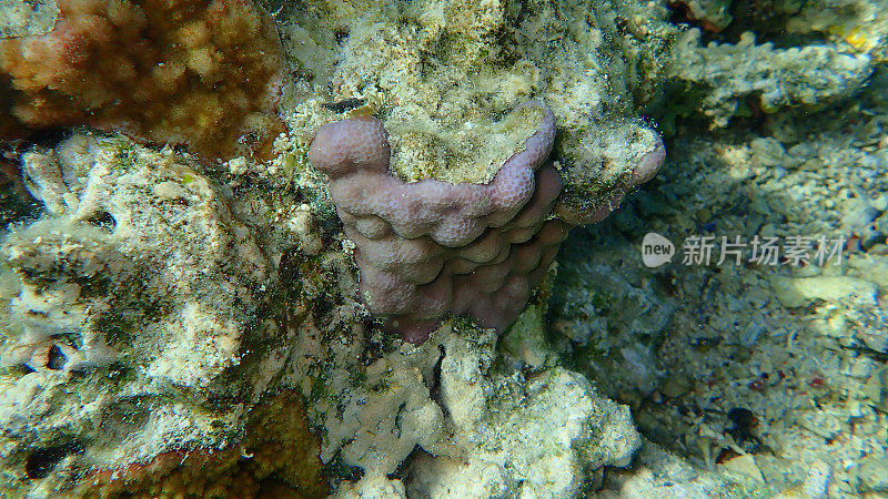 红海海底有孔珊瑚