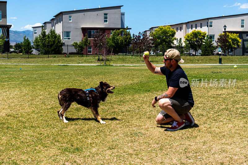 在狗狗公园里，一个穿着黑色衬衫和灰色短裤的男人开心地和他的狗玩耍。这只可爱的狗是棕色和小鹿的混合，是牧羊犬和澳大利亚牧羊犬的混合体。