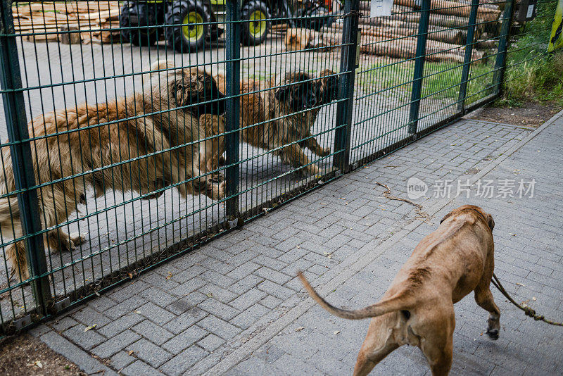 罗得西亚脊背犬经过看守锯木厂的3只大型莱昂伯格犬。