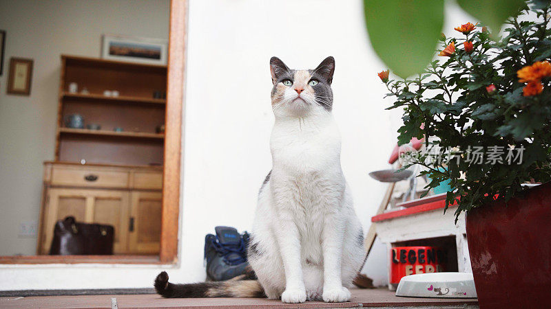 可爱的猫坐在家门口的台阶上
