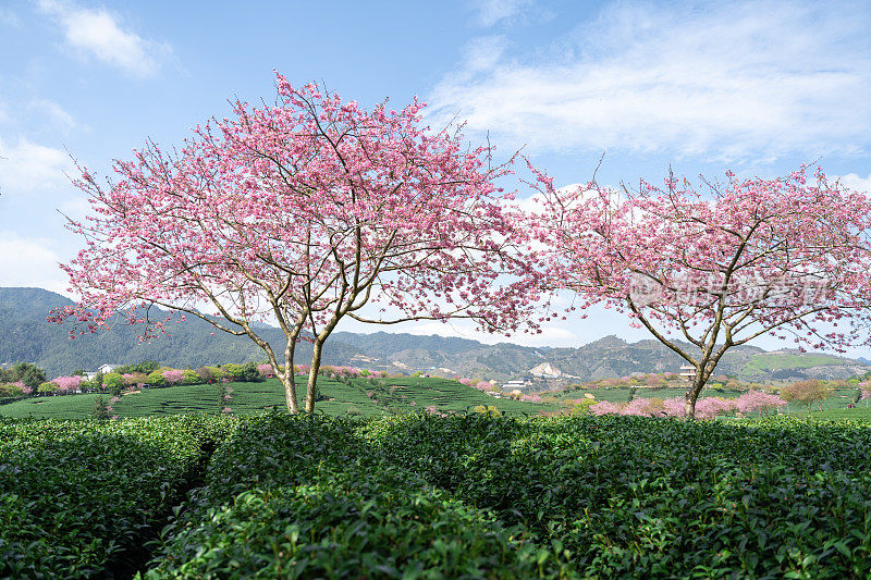 阳光明媚的樱花有机茶园