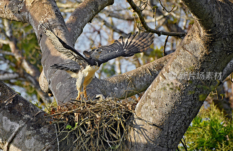 张开翅膀的雌性大雕在巢中孵蛋
