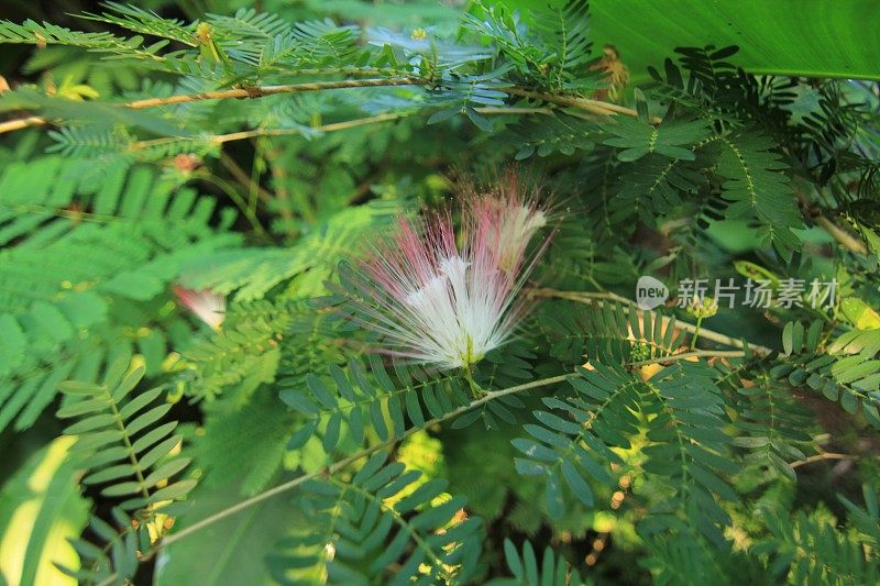 花椒属灌木植物