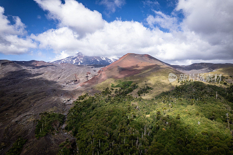 火山景观中的阿劳卡利亚森林