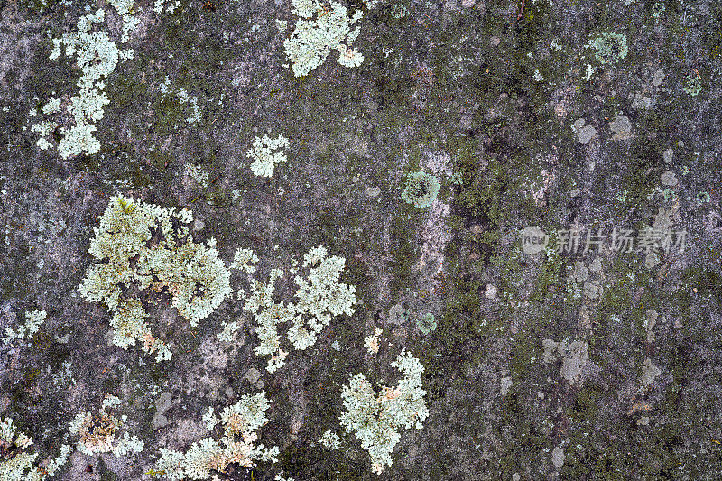 全画幅背景-地衣生长在巨大的岩石表面上，在加拿大的马斯科卡地区