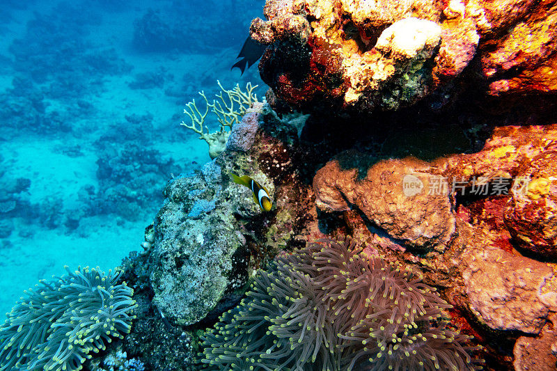 沙特阿拉伯延布红海的珊瑚礁