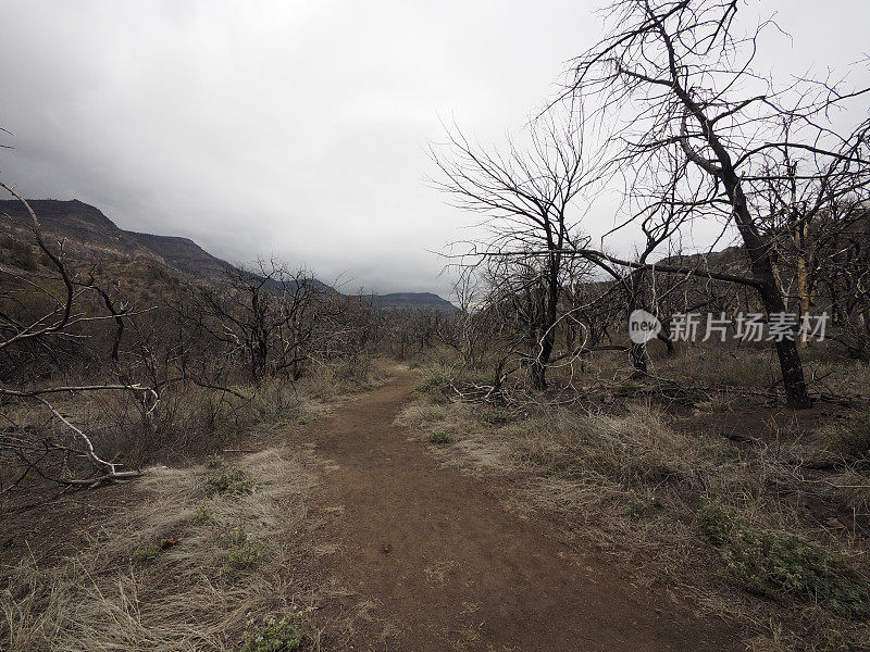 森林大火后穿过森林的小路