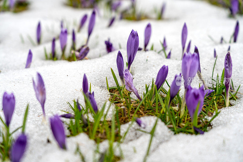 紫色的藏红花从雪中长出来