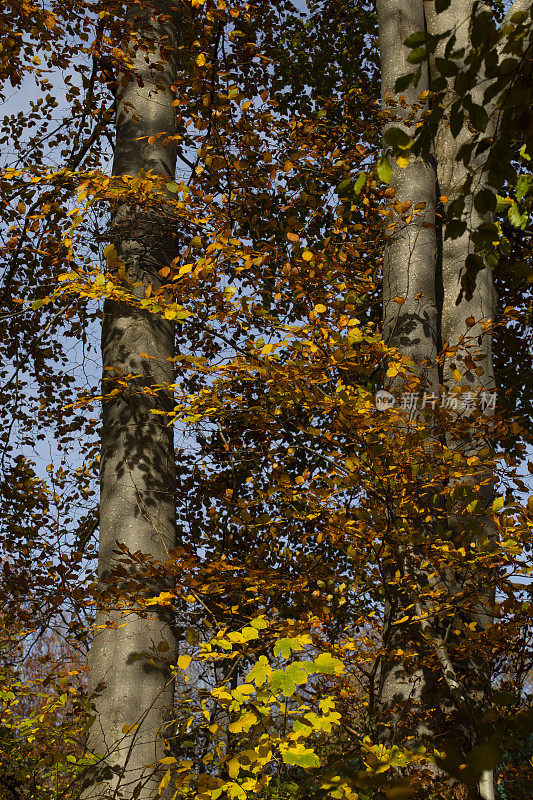秋天的山毛榉树和树叶的阴影