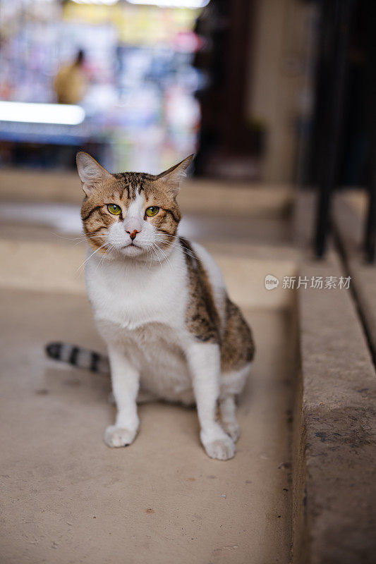 科威特一只美丽的流浪猫的肖像