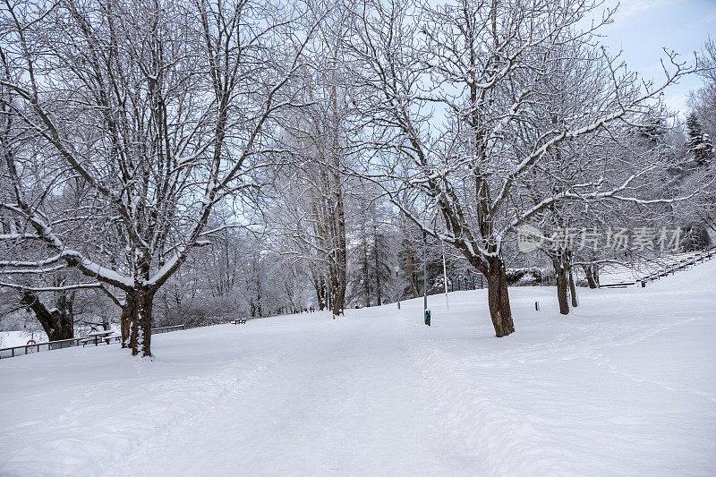 冬天的风景。冰雪覆盖的树木，城市公园里的雪堆。